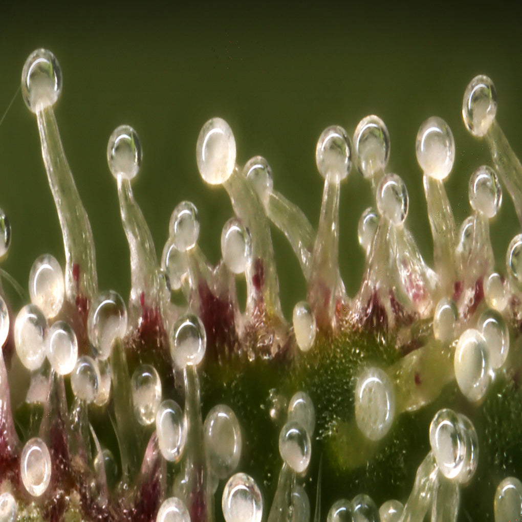 Terpenes & the effect on Cannabis Potency